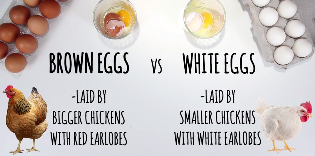 Brown Eggs vs White Eggs: Which is the Healthier option? | A2Z Medical  Centre
αβγά